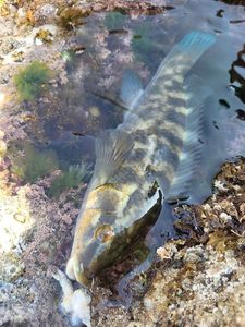 Ballan Wrasse