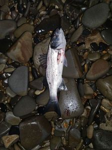 European Bass (Seabass)