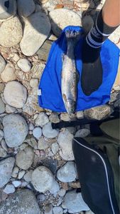 Cutthroat Trout