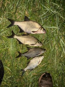 Common Bream