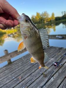 European Perch