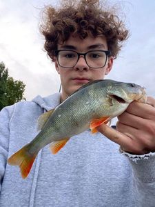 European Perch