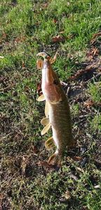Northern Pike