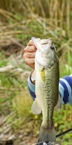 Largemouth Bass
