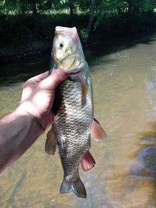 Chub