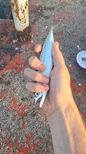 Mackerel