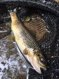 Brown Trout