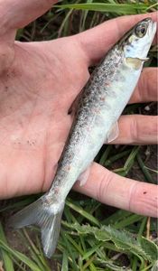 Atlantic Salmon (Juvenile)