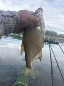 Blue Bream
