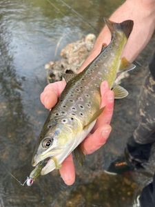 Brown Trout