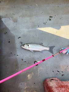 Spotted Seabass