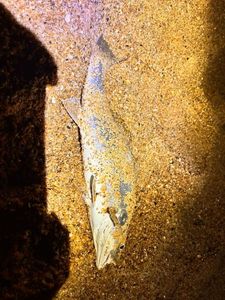 European Bass (Seabass)