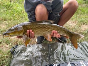 Barbel