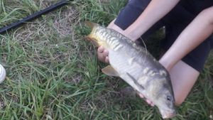 Common Carp