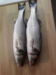 European Bass (Seabass)