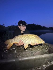 Common Carp