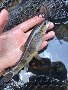 Brown Trout