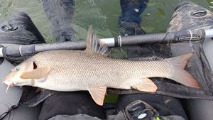 Barbel
