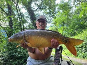 Mirror Carp