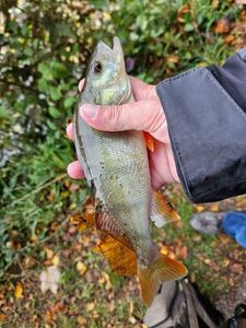 European Perch