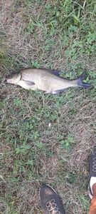 Blue Bream