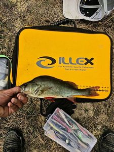 European Perch