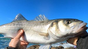 European Bass (Seabass)