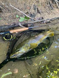 Brown Trout