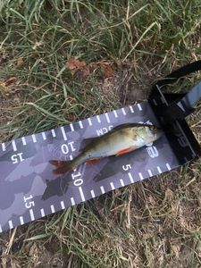 Yellow Perch