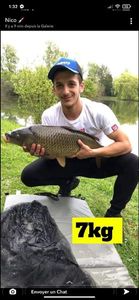 Common Carp