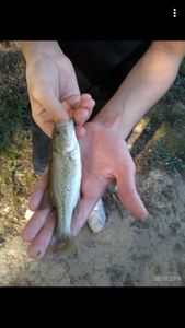 Smallmouth Bass