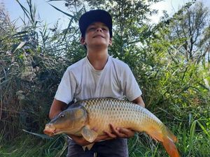 Common Carp