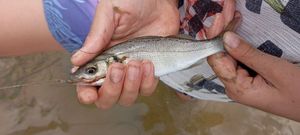 European Bass (Seabass)