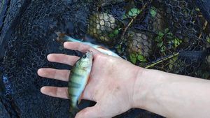 European Perch