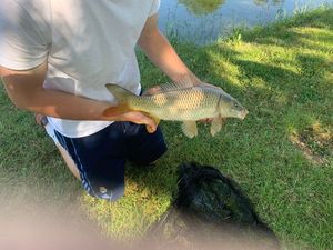 Common Carp