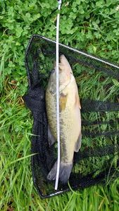 Smallmouth Bass