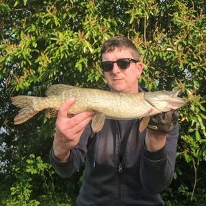 Northern Pike