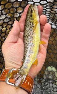 Brown Trout