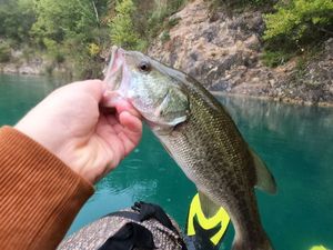 Smallmouth Bass