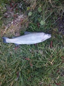 Brown Trout