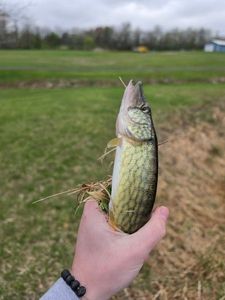 Chain Pickerel