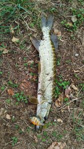 Northern Pike
