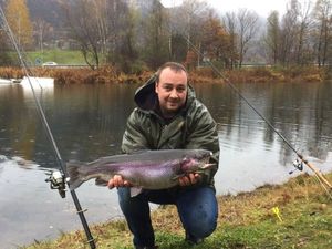 Rainbow Trout