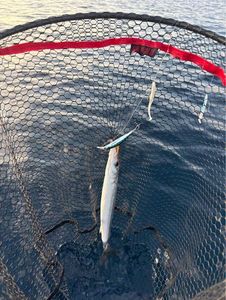 Obtuse Barracuda