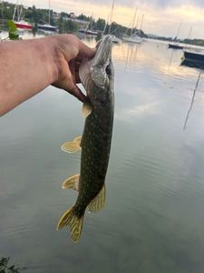 Northern Pike