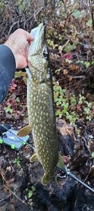 Northern Pike