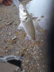 European Bass (Seabass)