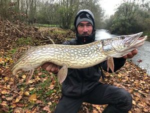 Northern Pike