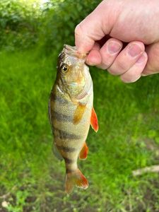 European Perch