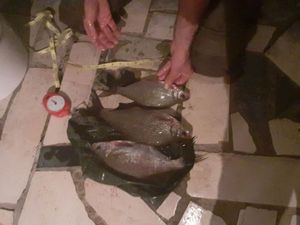 Common Bream